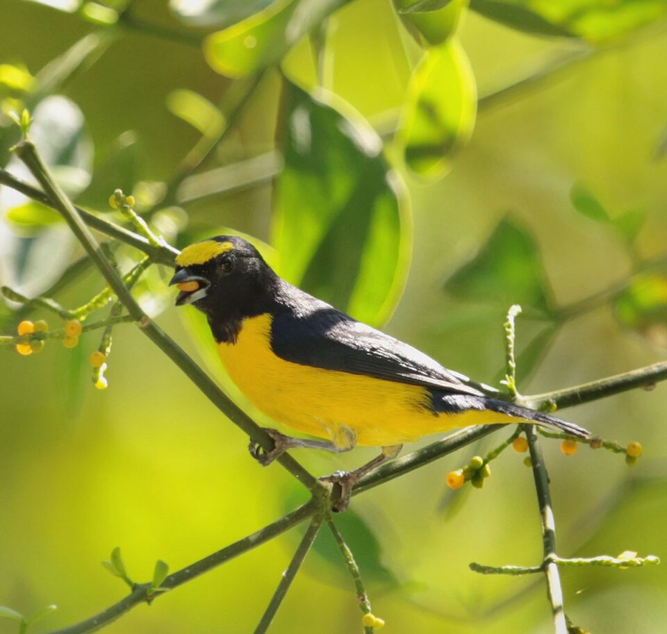 Scrub Euphonia