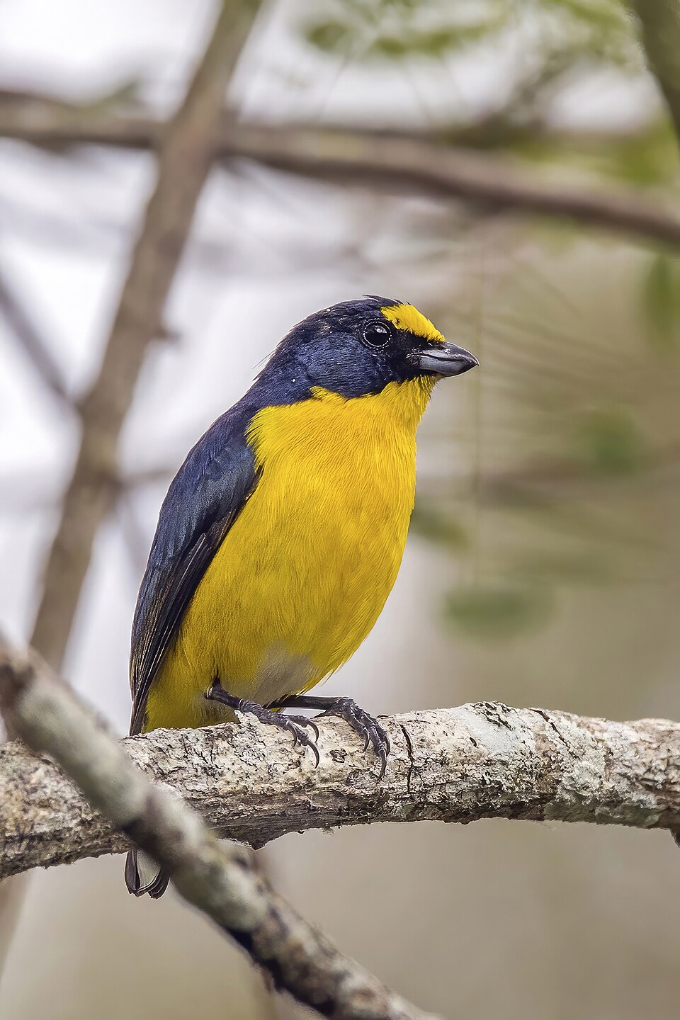 Yellow-throated Euphonia