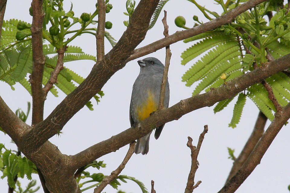 Jamaican Euphonia