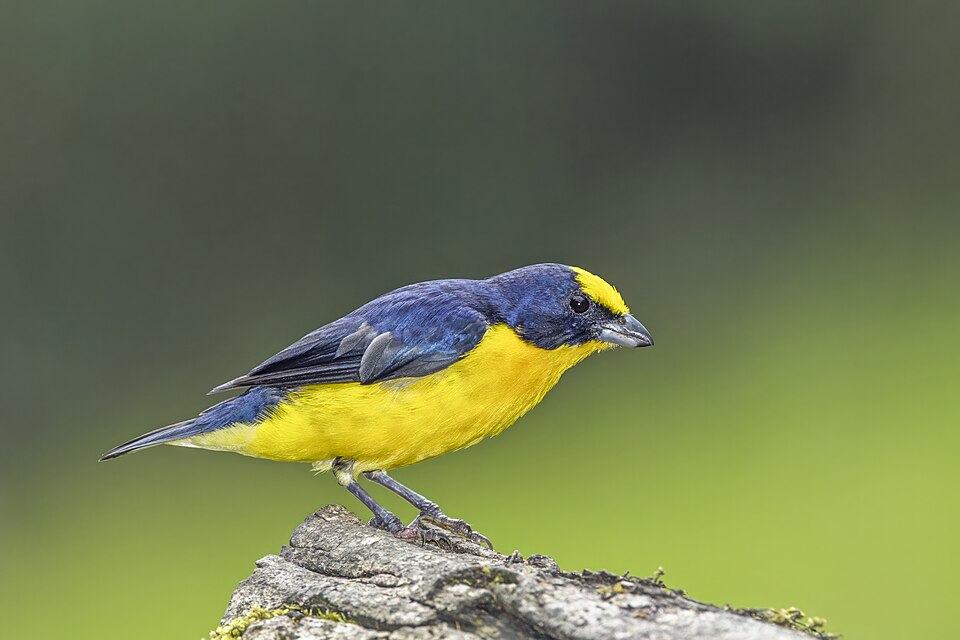 Thick-billed Euphonia