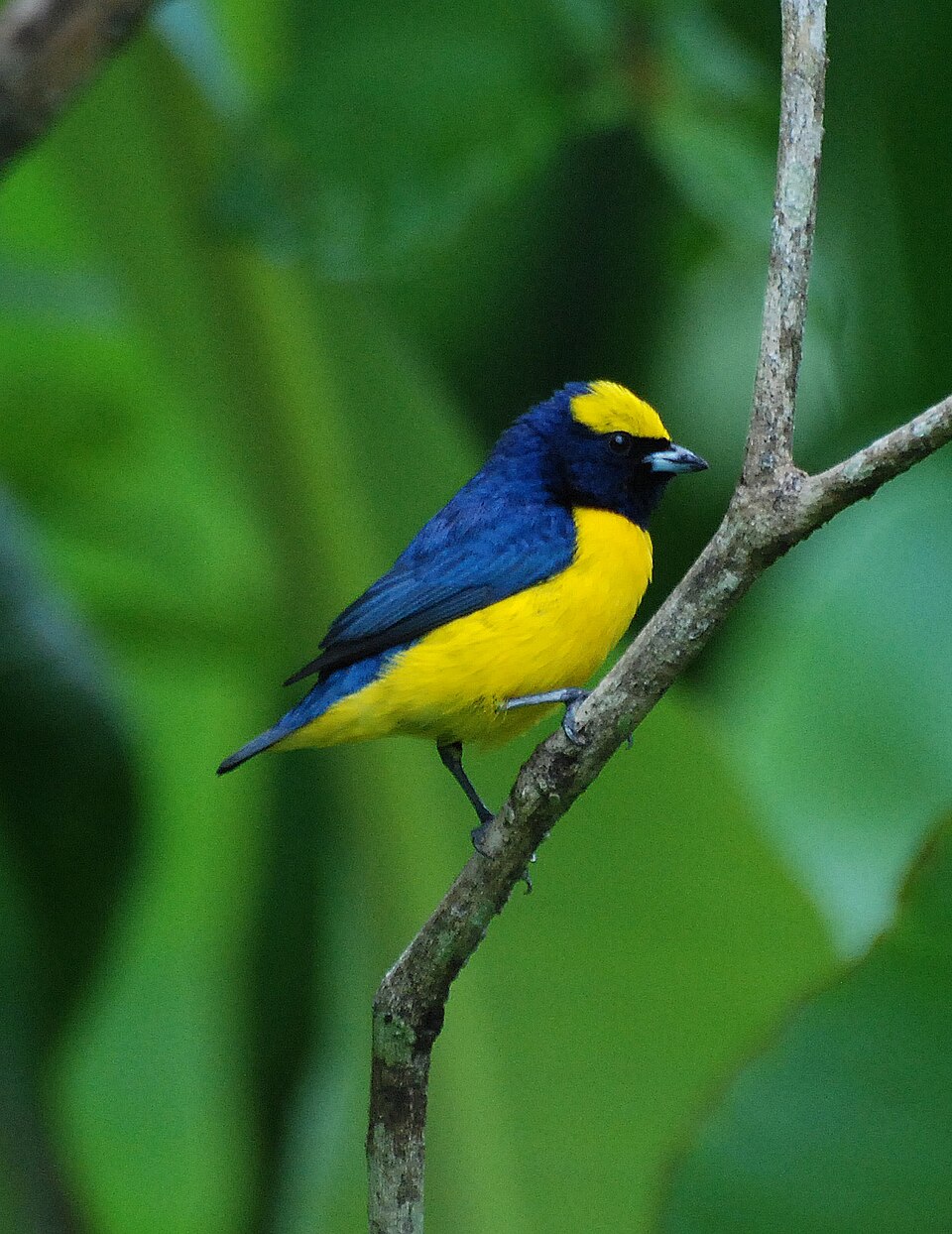 Yellow-crowned Euphonia