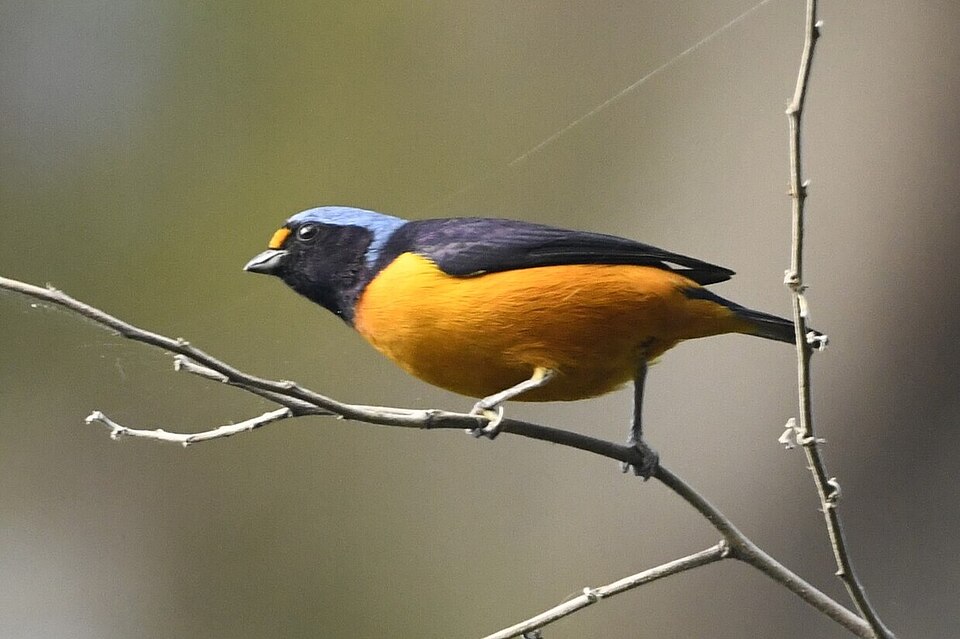 Antillean Euphonia