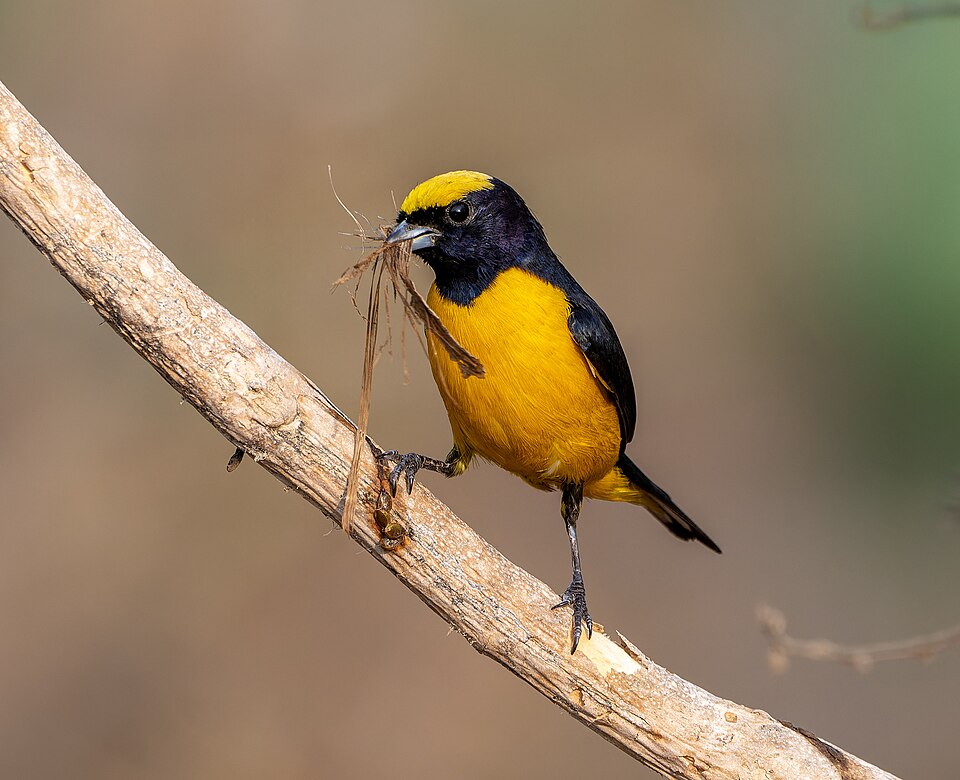 Trinidad Euphonia