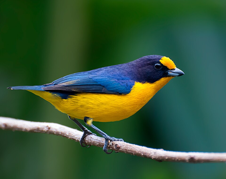 Violaceous Euphonia