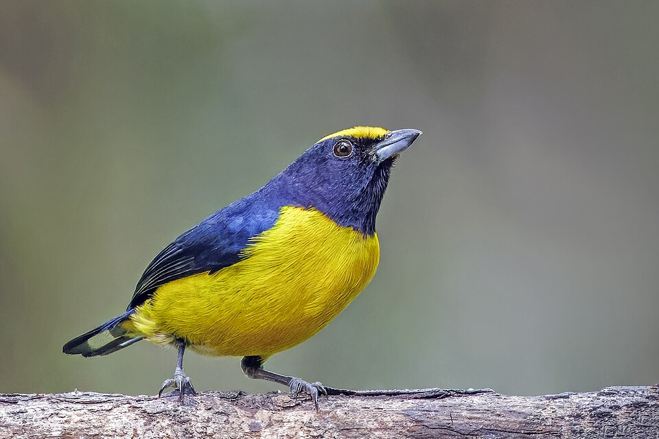 Orange-bellied Euphonia