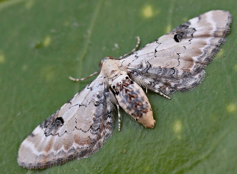 Lime-speck Pug
