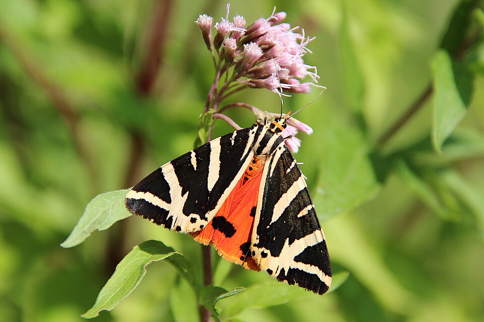 Jersey Tiger