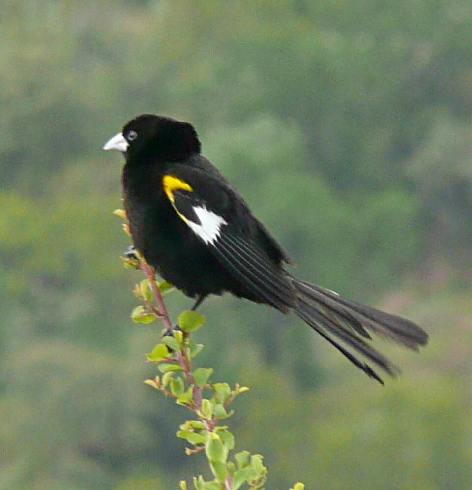 White-winged Widowbird