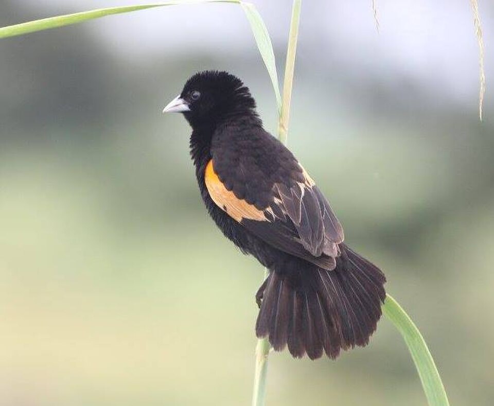Fan-tailed Widowbird