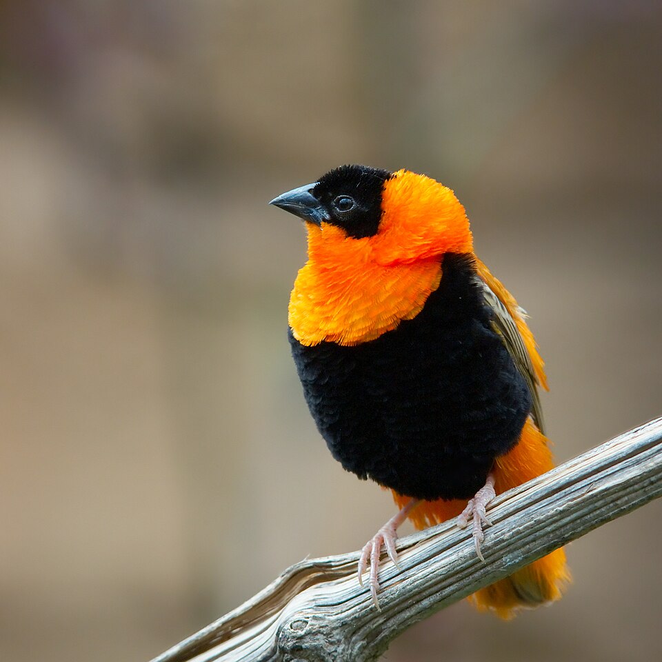 Northern Red Bishop