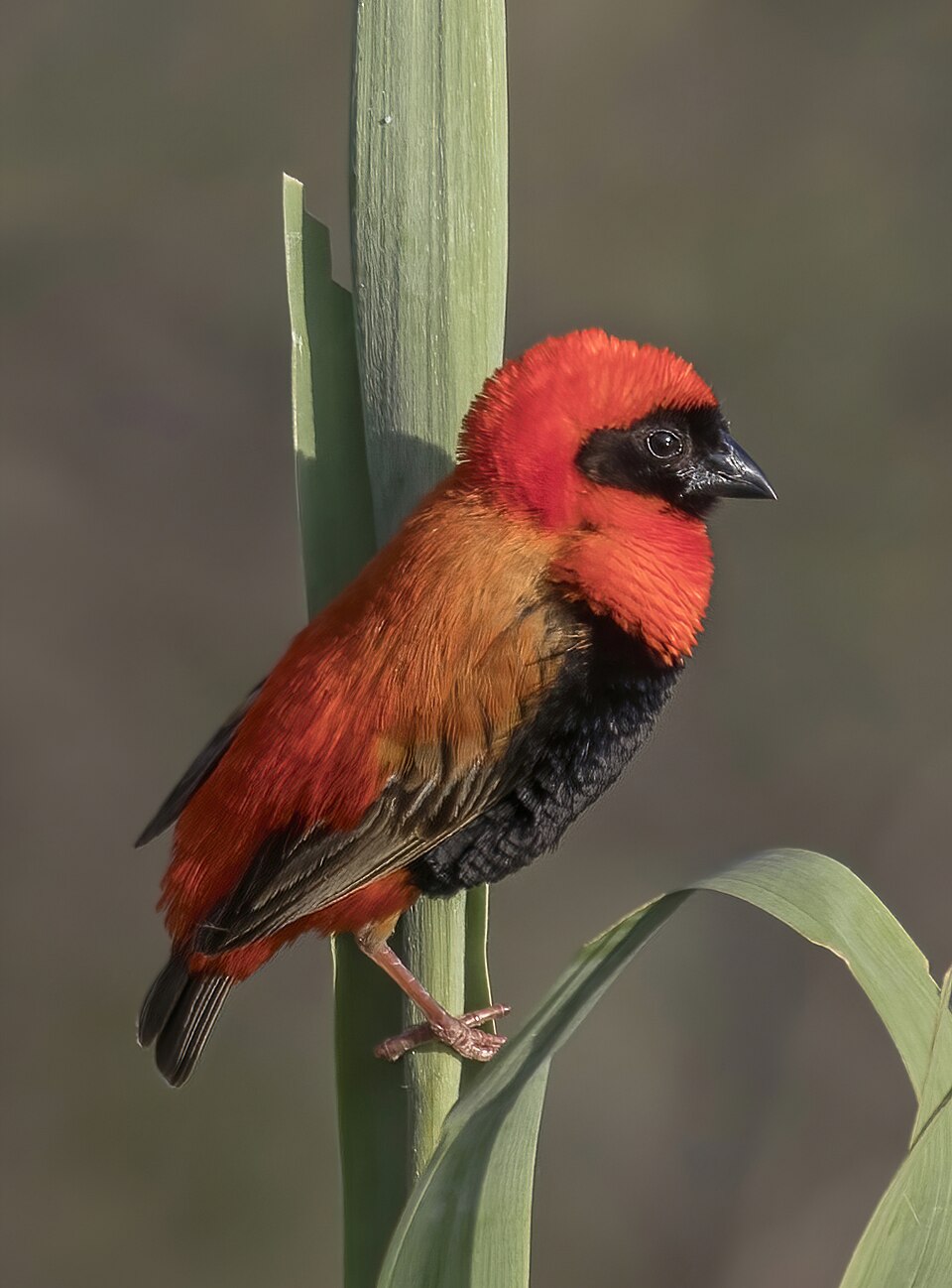 Southern Red Bishop