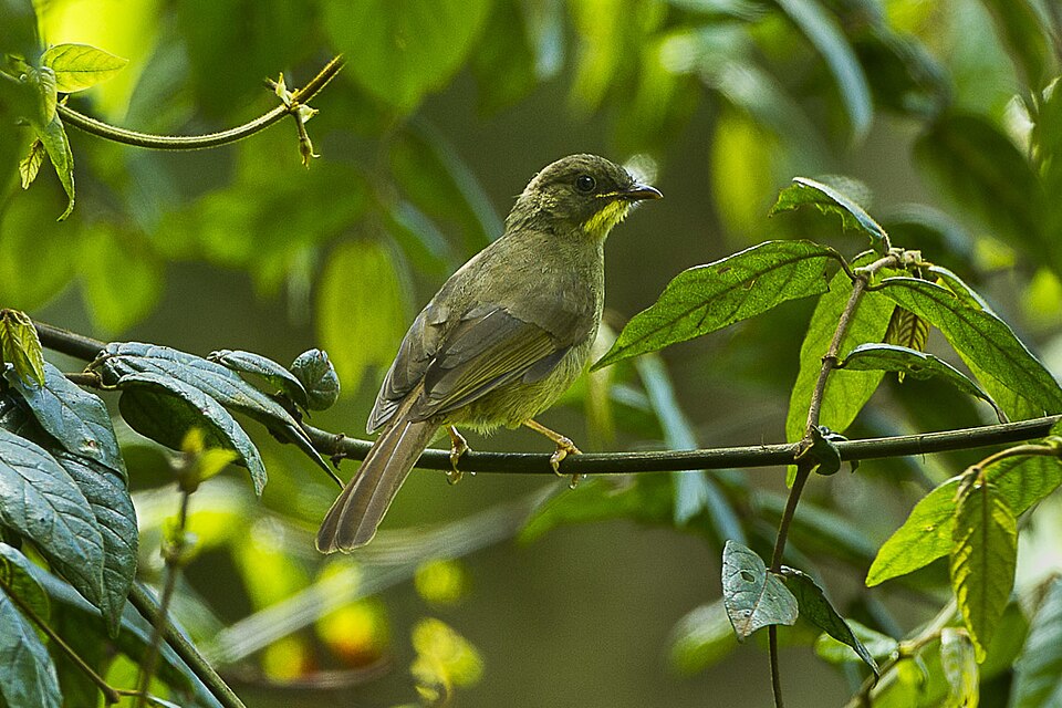 Yellow-whiskered Greenbul
