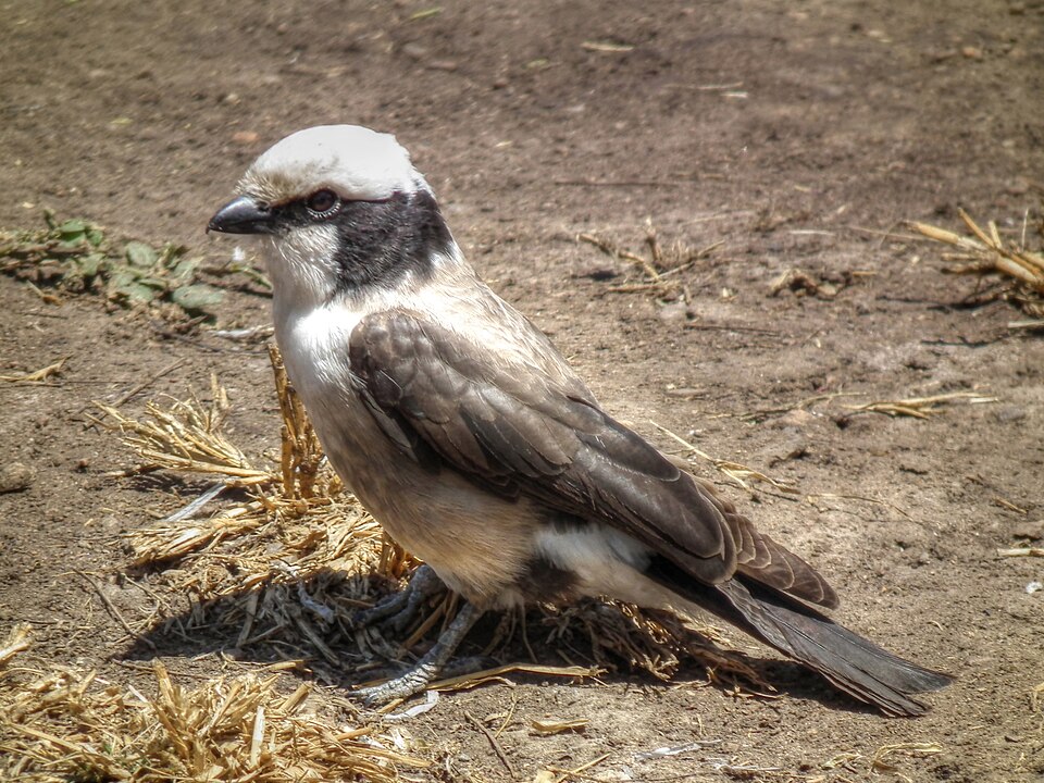 White-rumped Shrike