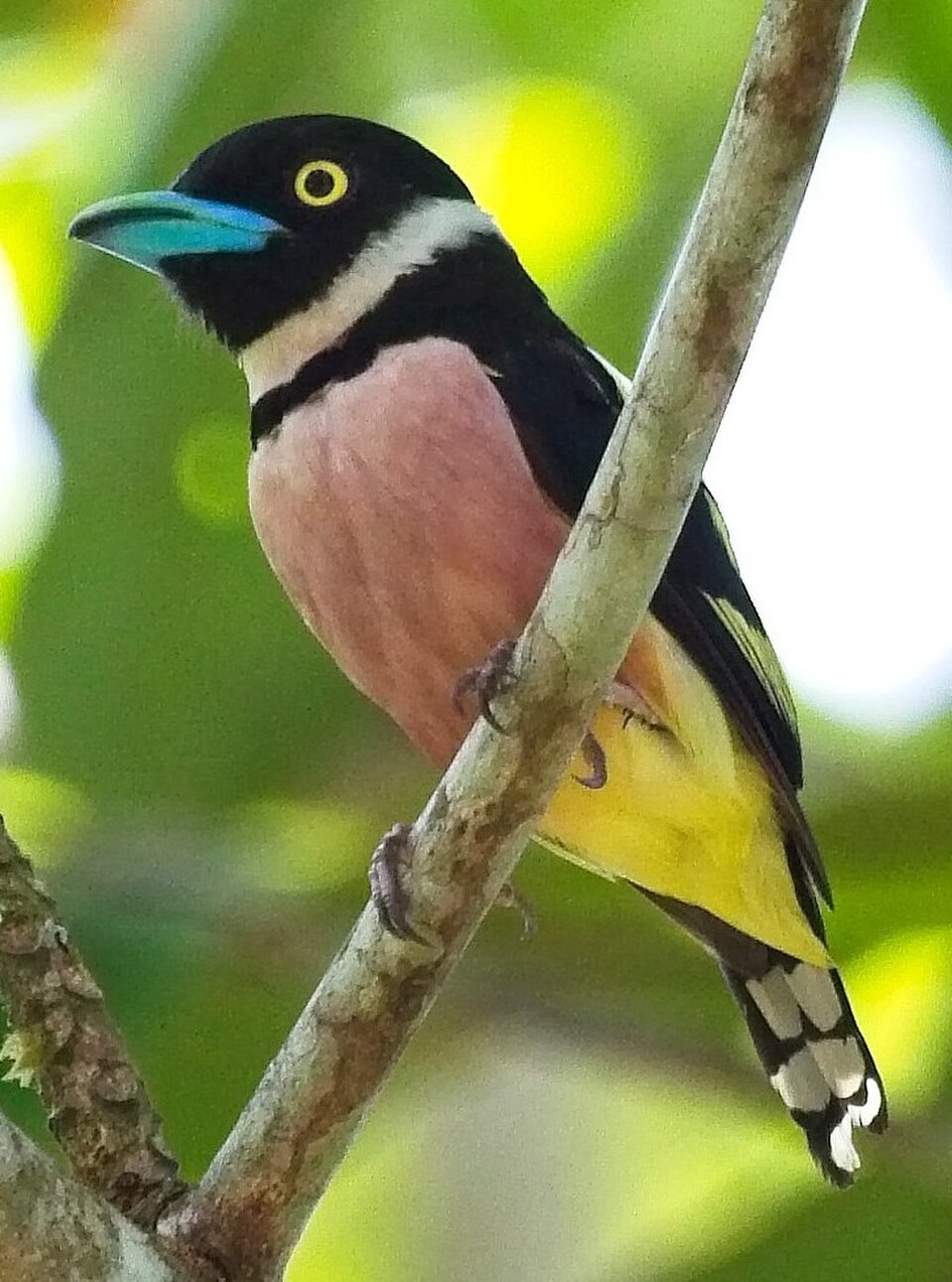 Black-and-yellow Broadbill
