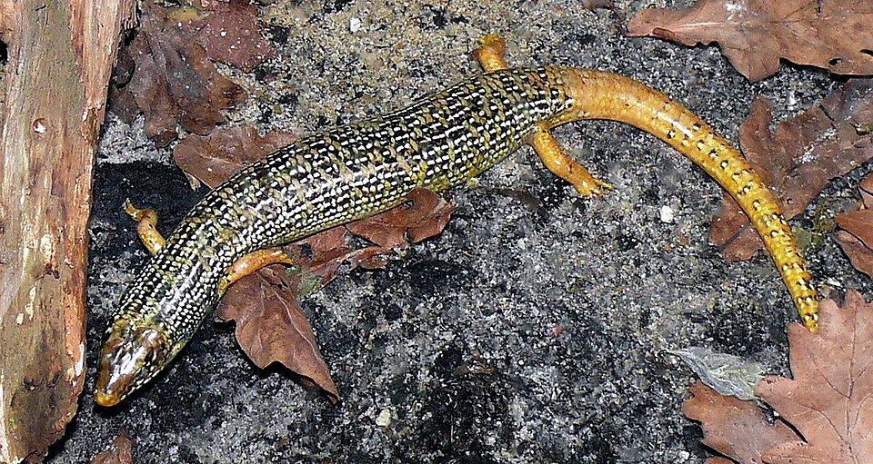 Alpine Punjab Skink