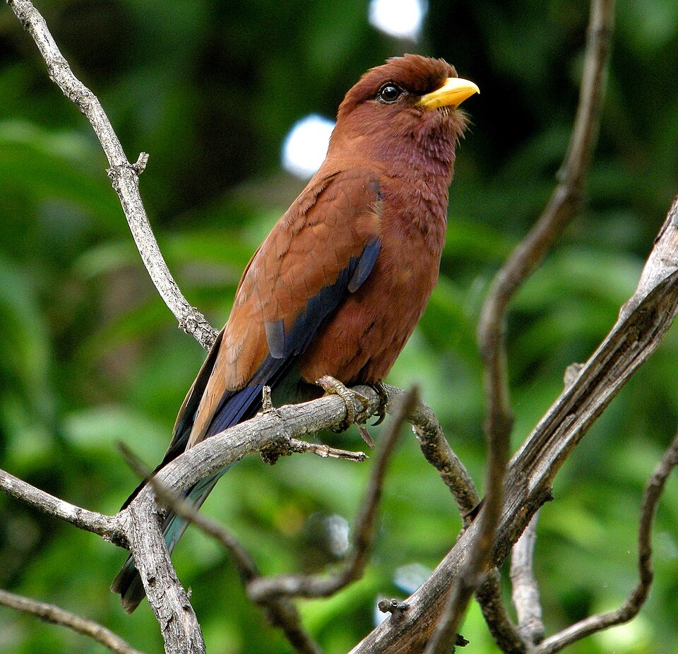 Broad-billed Roller
