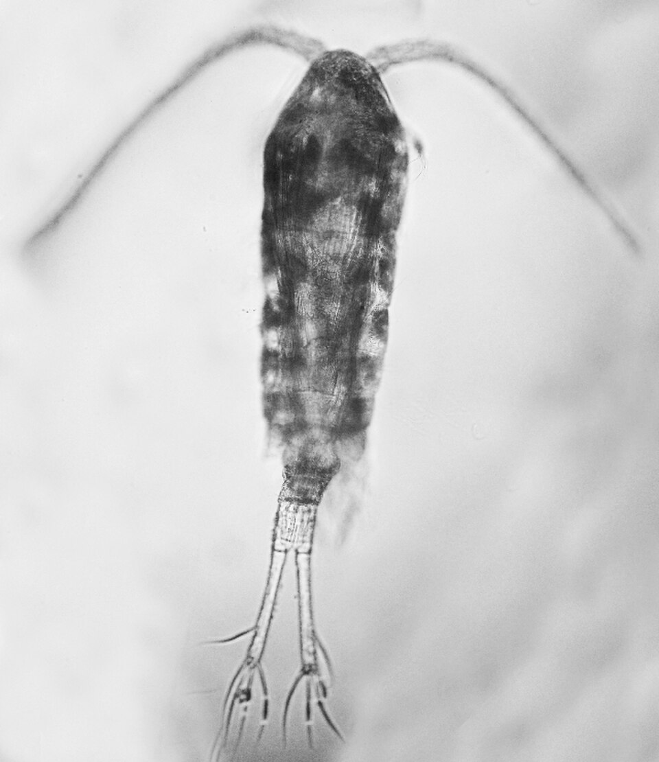 Eurytemora affinis