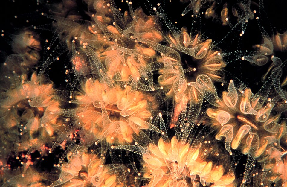 smooth flower coral