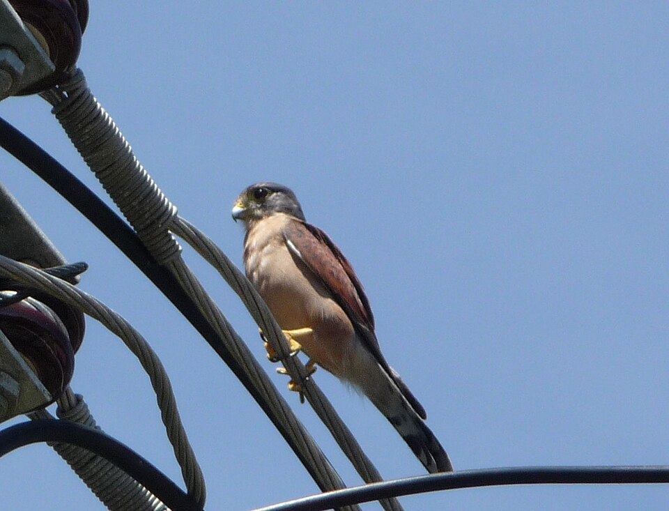 Seychelles Kestrel