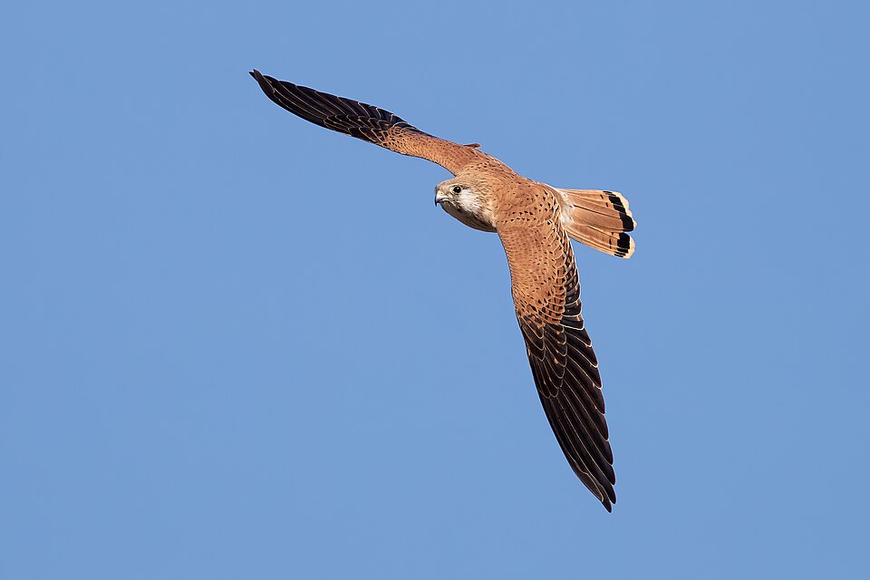 Australian Kestrel