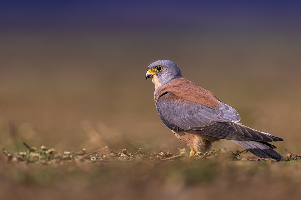 Lesser Kestrel