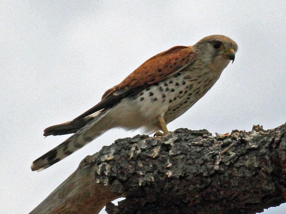 Madagascar Kestrel