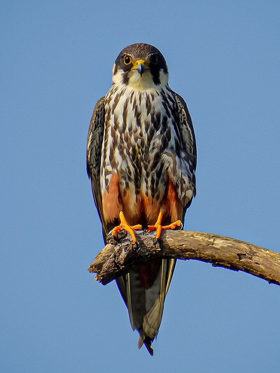 Eurasian Hobby
