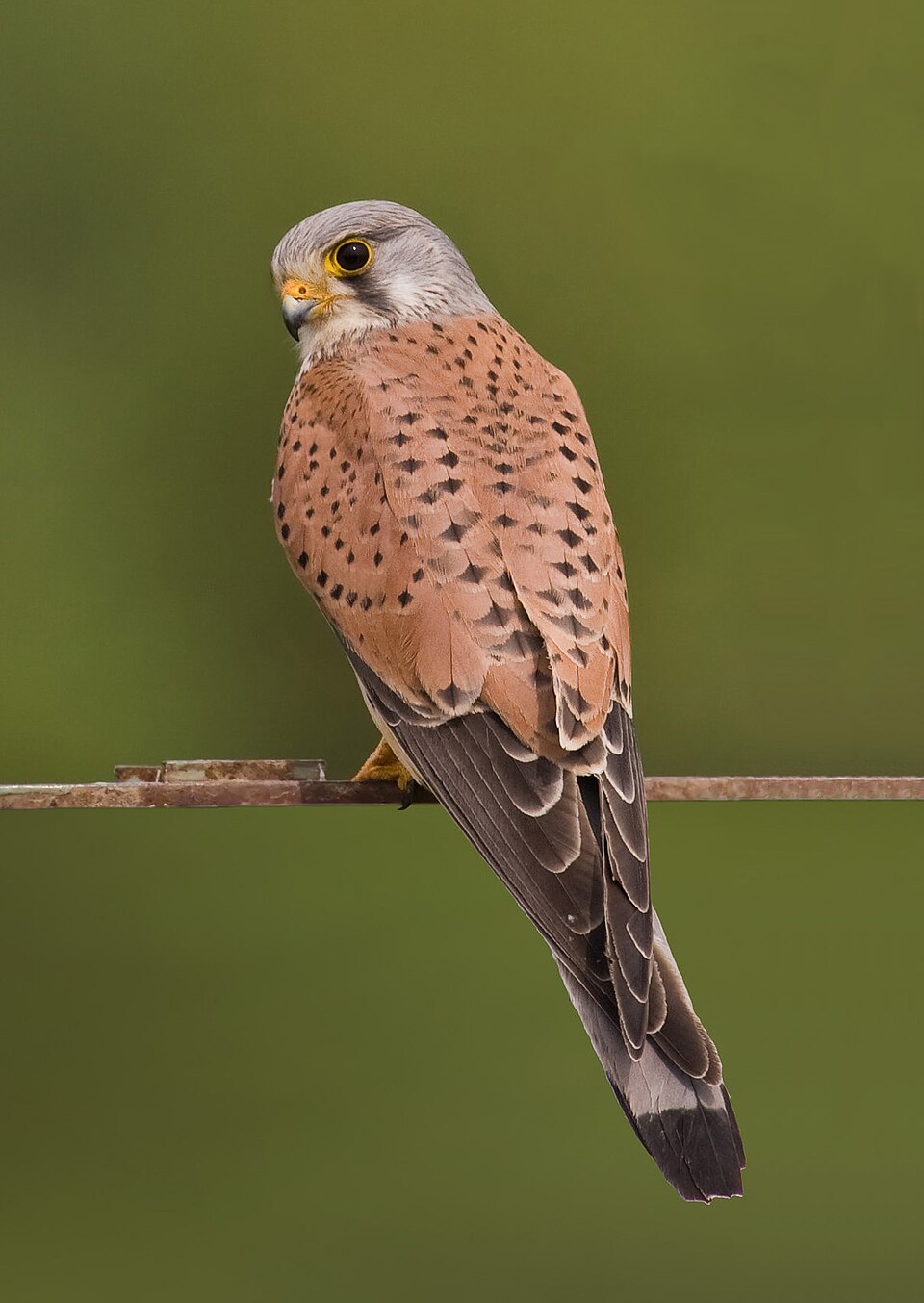 Eurasian Kestrel