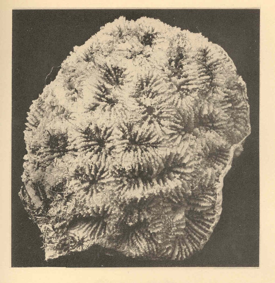 golfball coral