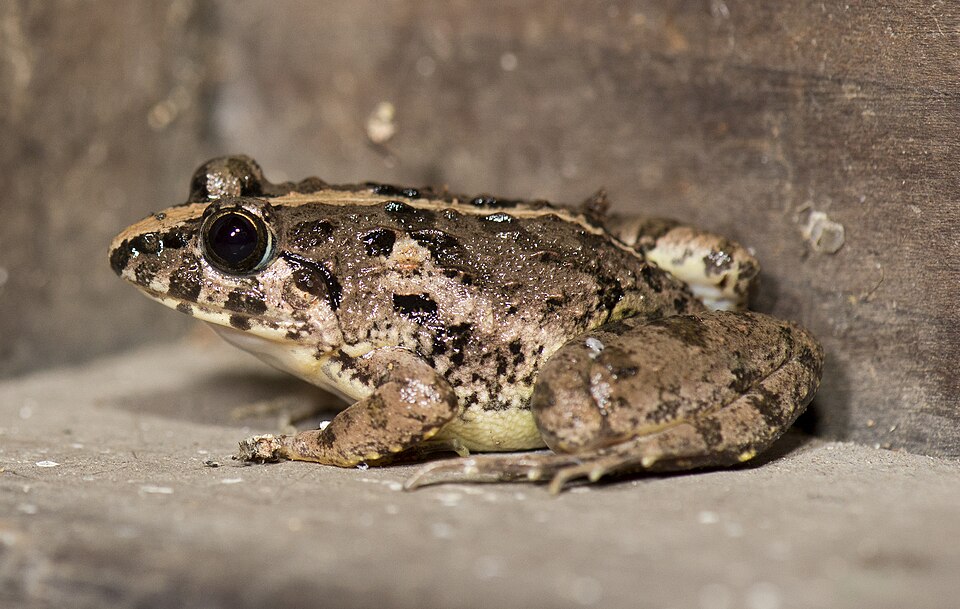 Asian Grass Frog