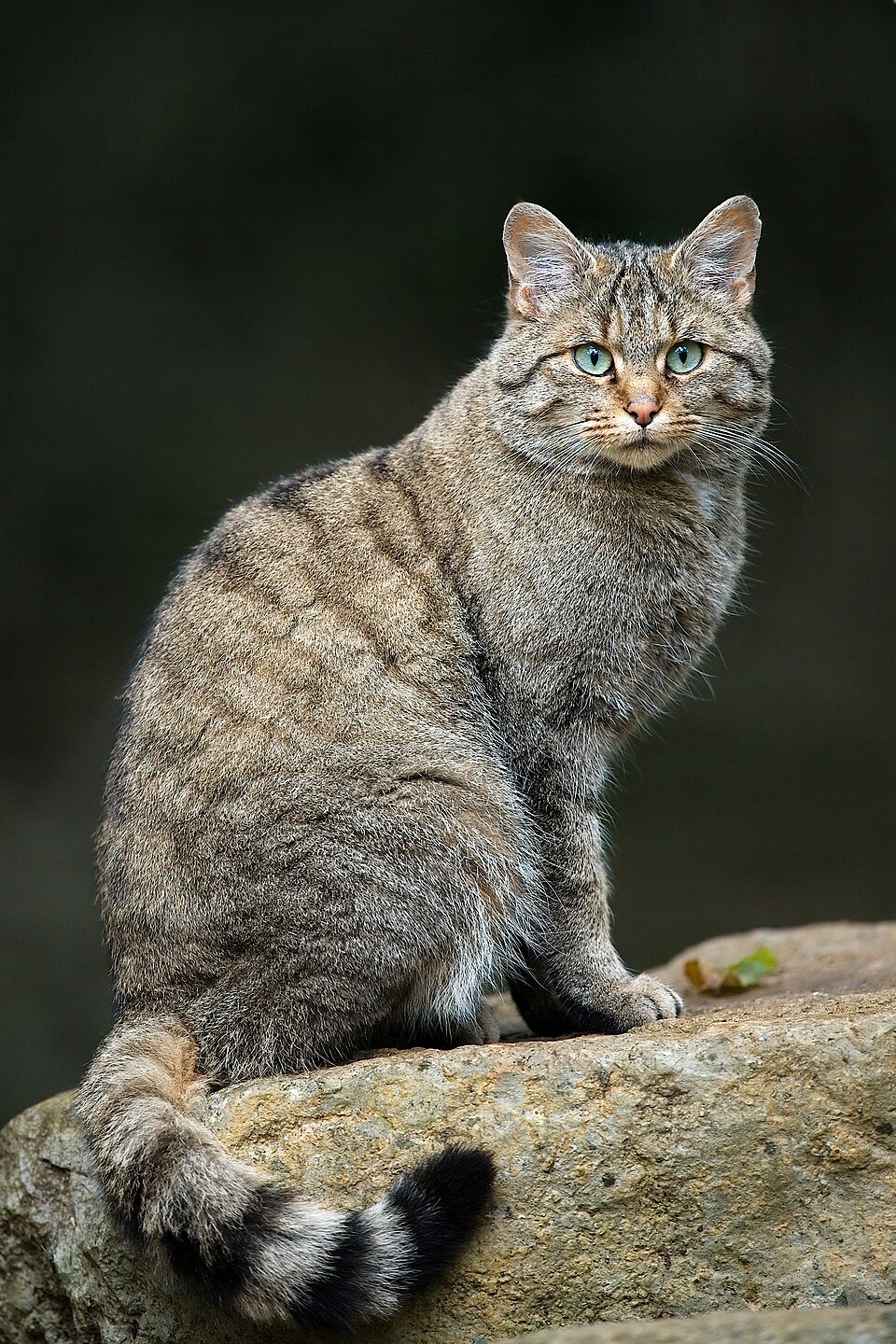 wildcat