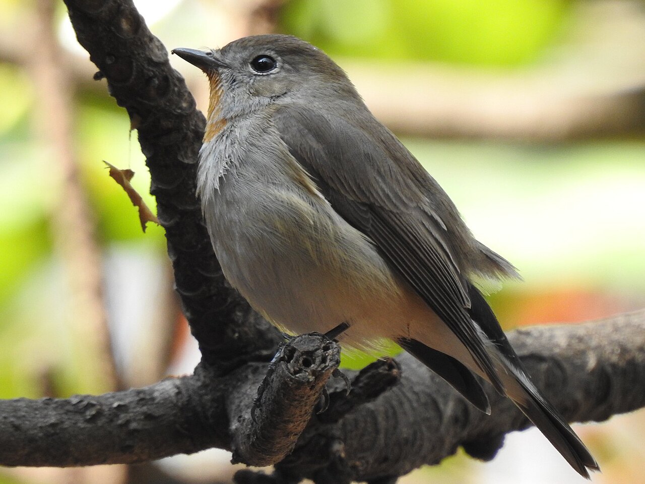 Taiga Flycatcher