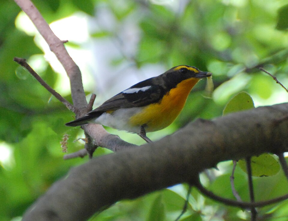 Narcissus Flycatcher