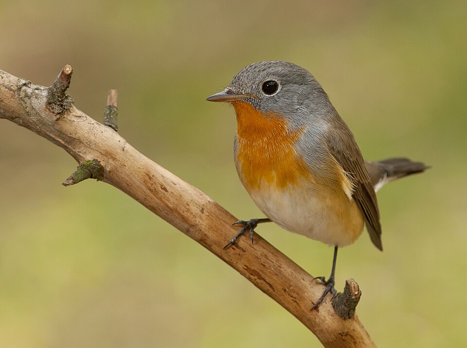 Red-breasted Flycatcher