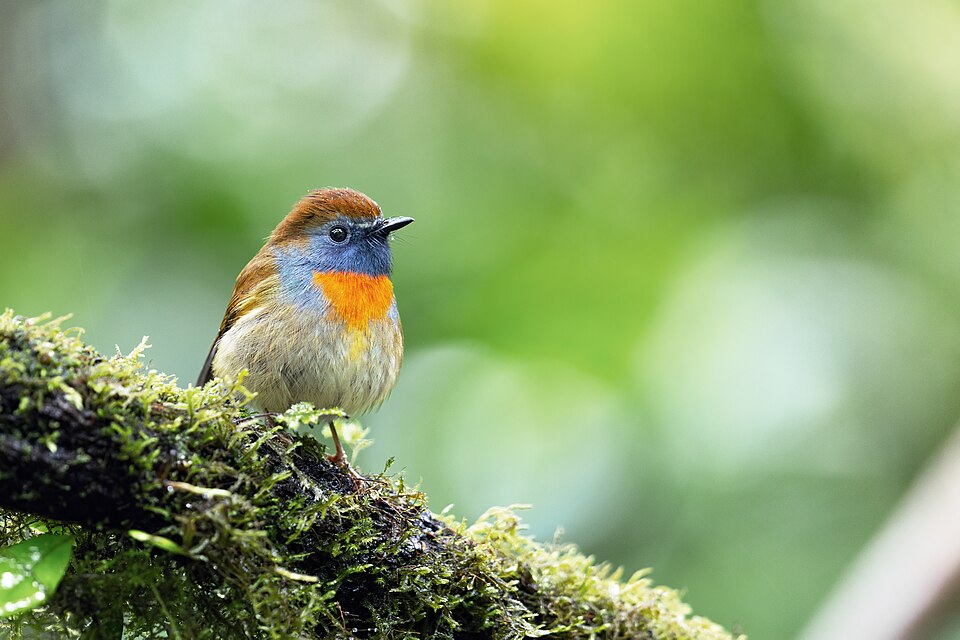Rufous-gorgeted Flycatcher