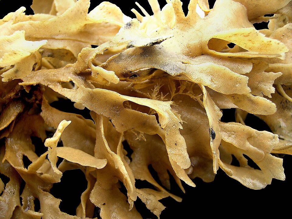 Hornwrack