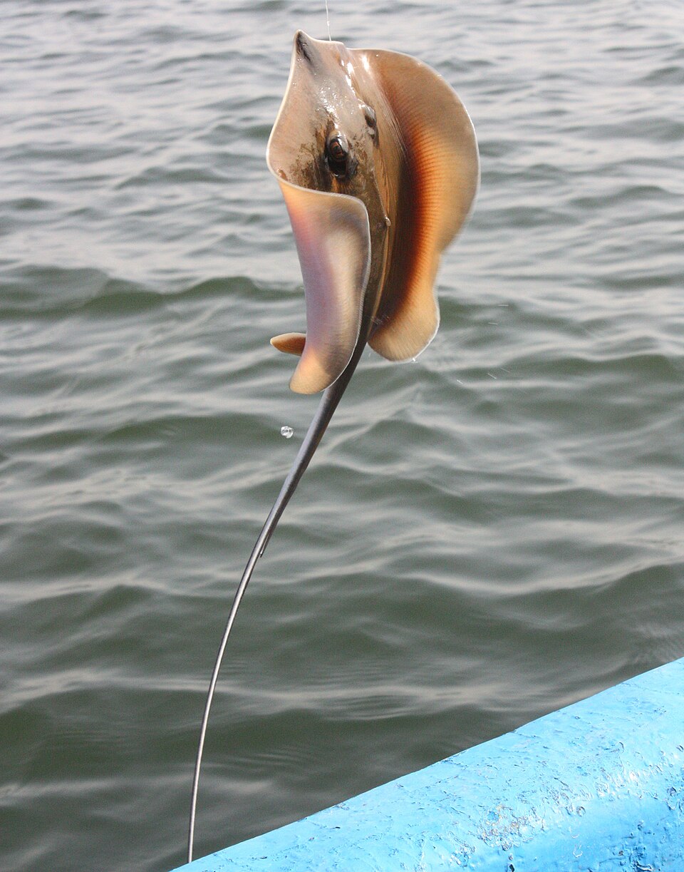 Pearl Stingray