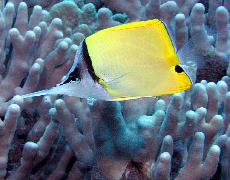 Longnose Butterflyfish