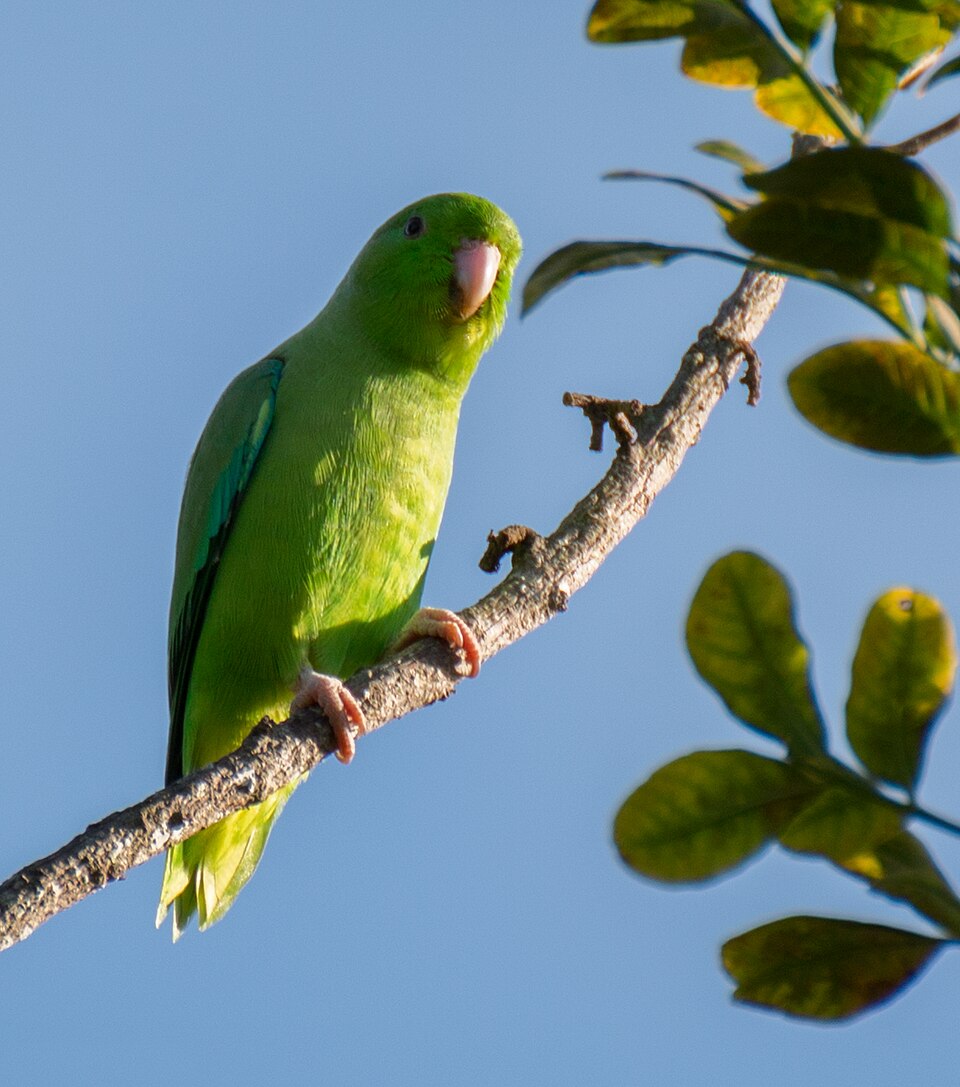 Green-rumped Parrotlet