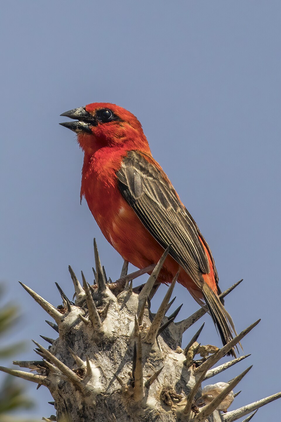 Red Fody