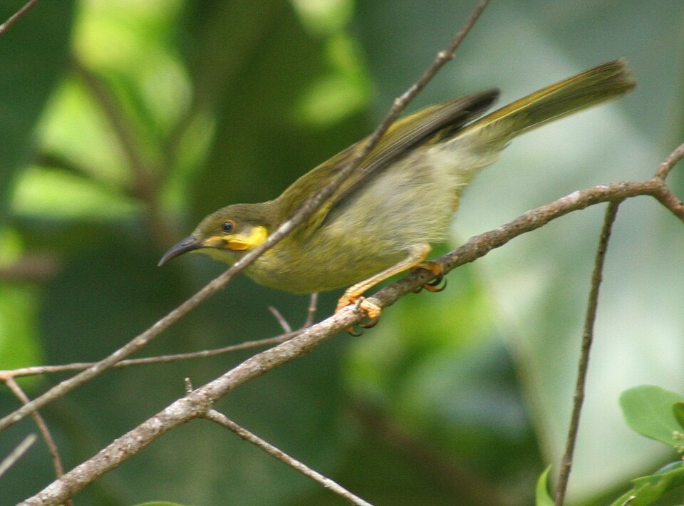 Eastern Wattled-Honeyeater