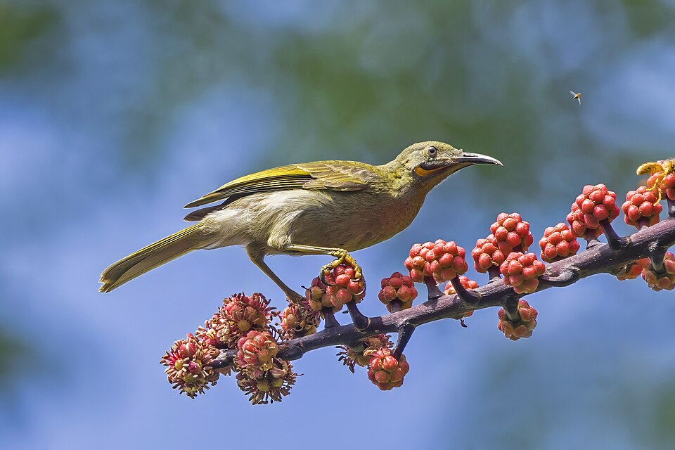 Western Wattled-Honeyeater