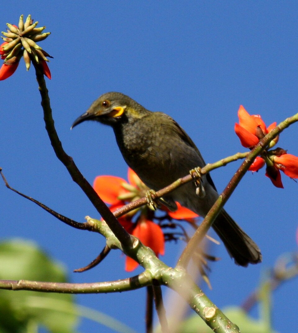 Northern Wattled-Honeyeater