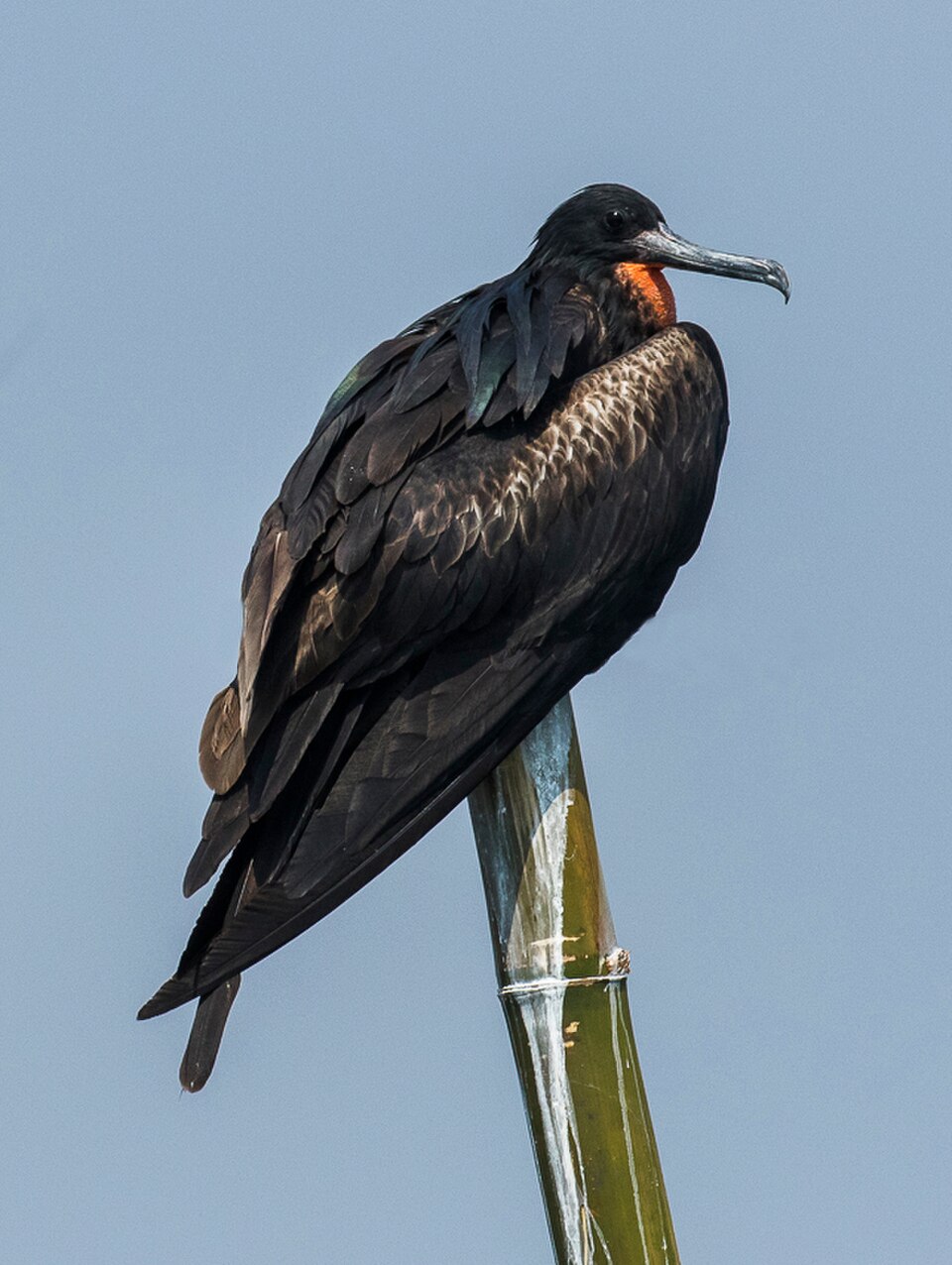 Christmas Island Frigatebird