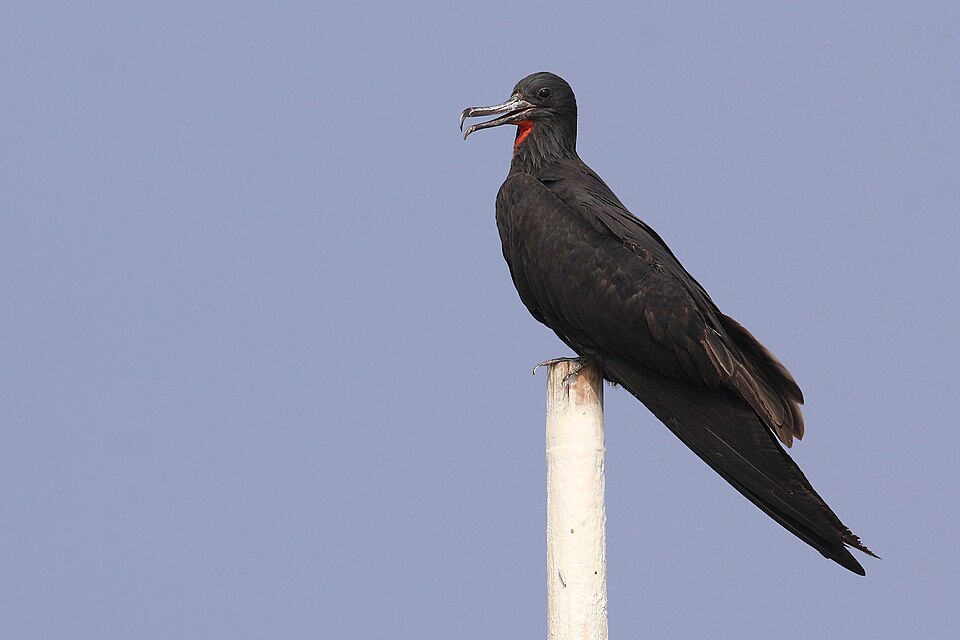Lesser Frigatebird
