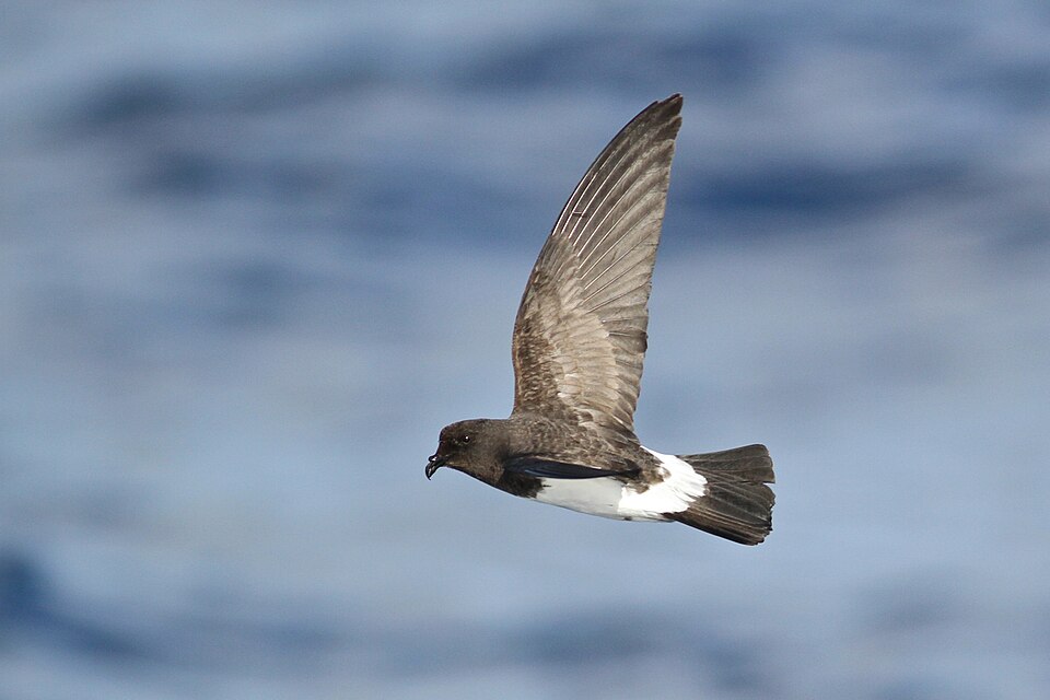 White-bellied Storm-Petrel