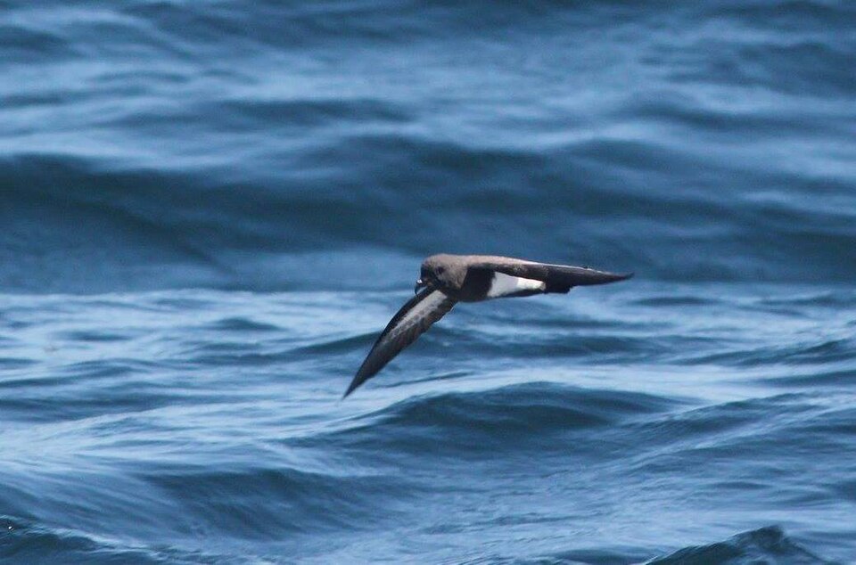 Black-bellied Storm-Petrel