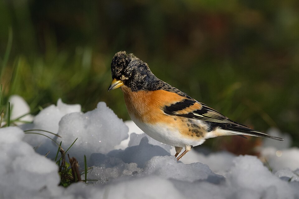 Brambling