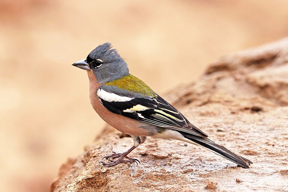 African Chaffinch