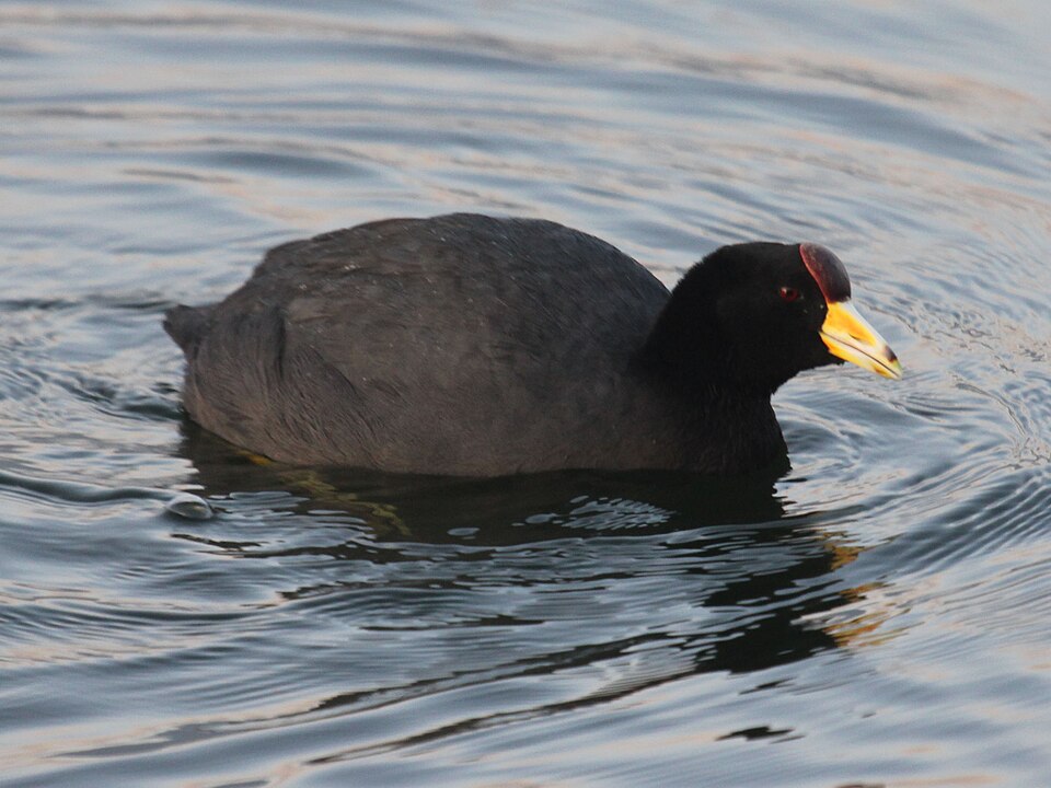 Slate-colored Coot